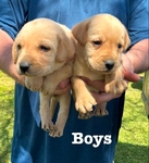 AKC Yellow and Fox red Labrador puppies