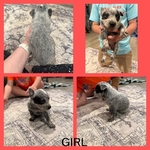 Blue Heeler Puppies