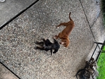 Free puppies/puppy