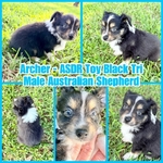 ASDR TOY AUSTRALIAN SHEPHERDS