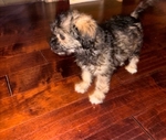 Maltipoo