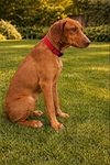 Rhodesian Ridgeback Puppies for Sale