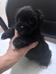 Adorable Toy Shorkie Puppies