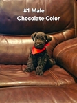 Miniature Schnauzers 1 Female,  4 Males