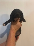 Mini dachshunds
