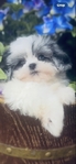 Shihpoo Female Blue Merle Shihtzu & toy poodle mix.