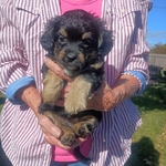 CKC TOY MALTESE-SCHNAUZER-POODLE