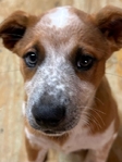 Beautiful puppy for adoption