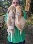 AKC Reg. Beagle pups