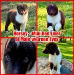 ASDR TOY AUSTRALIAN SHEPHERDS