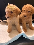 Beautiful Golden Doodle Puppies