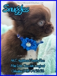 AKC Chocolate Applehead Longcoat Chihuahuas
