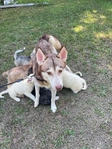 Husky Puppies