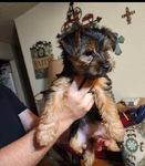 Yorkie puppy females