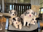 Border Aussie puppies
