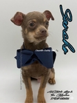 AKC Stunning Lilac & Tan Male Chihuahua