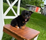 Toy/Mini Aussie Puppies