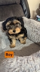 Gorgeous YorkiPoo Male Pups