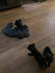 Pug puppies