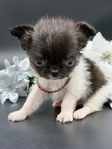 AKC Micro Apolehead Longcoat Male Chihuahua