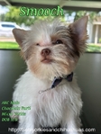 Stunning Micro Male Chocolate Parti Yorkie