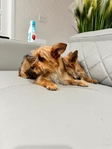 Yorkie