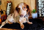 >🐾 Rare AKC Mini Long-Haired Dachshunds – Ready Now🐾