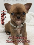 AKC Applehead Smooth Coat Chihuahuaa