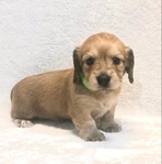 Dachshund English cream longhair puppies