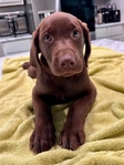 AKC Registered Chocolate Lab Puppies!