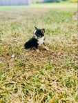 Chihuahua elite puppies / Applehead females