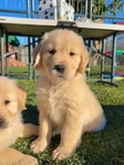 AKC Registered Golden Retriever puppies