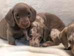 AKC Dachshund Puppies
