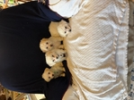 Multipoo Puupies