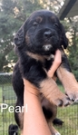 Spangold (Golden Retriever/English Springer Spaniel Mix)