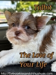 AKC Micro Yorkie baby boys