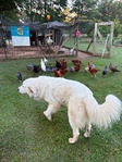 Great White Pyrenees puppies