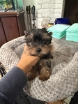 Female Yorkie Puppy Available
