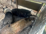 Kunekune pigs
