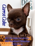 AKC Micro Mother’s Day Applehead Chihuahuas