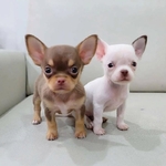 Adorable Chihuahua Puppies – Male & Female