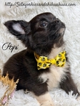 AKC Male Applehead Longcoat Chihuahuas