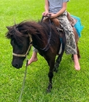 Mini Horses & 1 Mini Donkey