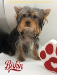 Gorgeous Tiny AKC Registered Female Yorkies