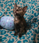 Free kittens, July 19th 2025 birthday, 2 males and 3 females!