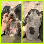 Blue Heeler Puppies