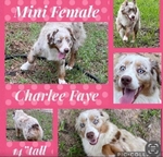 Curry’s Australian Shepherds 
ASDR Mini Australian Shepherds
