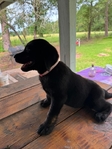 English Black Labrador Puppies Available