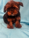 Ckc Yorkie pupies
