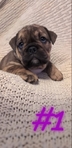 English Bulldogs AKC✅